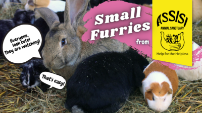 ASSISI Small Furries Tour