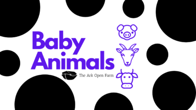 Baby Animals!