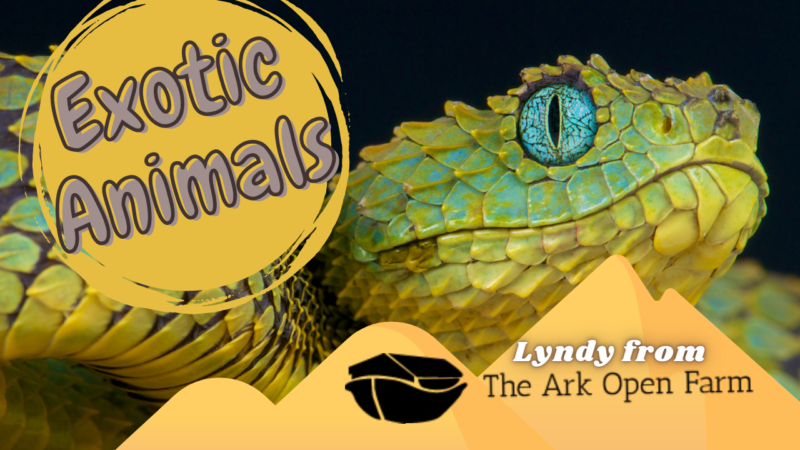 Exotic animals thumbnail 4